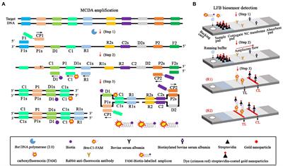 Rapid, ultrasensitive, and highly specific identification of Brucella abortus utilizing multiple cross displacement amplification combined with a gold nanoparticles-based lateral flow biosensor